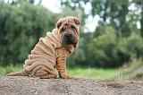 SHAR-PEI 797